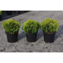 Туя західна Міріам ® | Туя западная Мириам ® | Thuja occidentalis Mirjam ®
