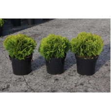 Туя західна Міріам ® | Туя западная Мириам ® | Thuja occidentalis Mirjam ®