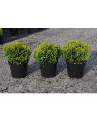 Туя західна Міріам ® | Туя западная Мириам ® | Thuja occidentalis Mirjam ®
