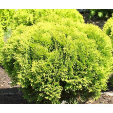Туя західна Міріам ® | Туя западная Мириам ® | Thuja occidentalis Mirjam ®