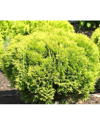 Туя західна Міріам ® | Туя западная Мириам ® | Thuja occidentalis Mirjam ®
