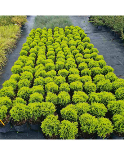 Туя західна Міріам ® | Туя западная Мириам ® | Thuja occidentalis Mirjam ®