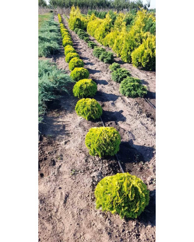 Туя західна Міріам ® | Туя западная Мириам ® | Thuja occidentalis Mirjam ®