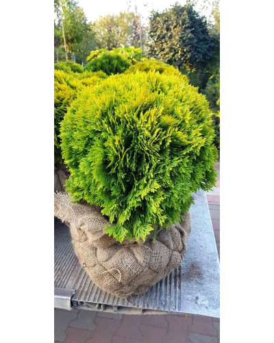 Туя західна Міріам ® | Туя западная Мириам ® | Thuja occidentalis Mirjam ®