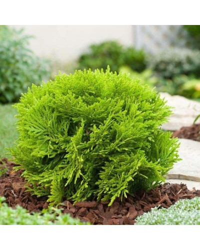 Туя західна Міріам ® | Туя западная Мириам ® | Thuja occidentalis Mirjam ®