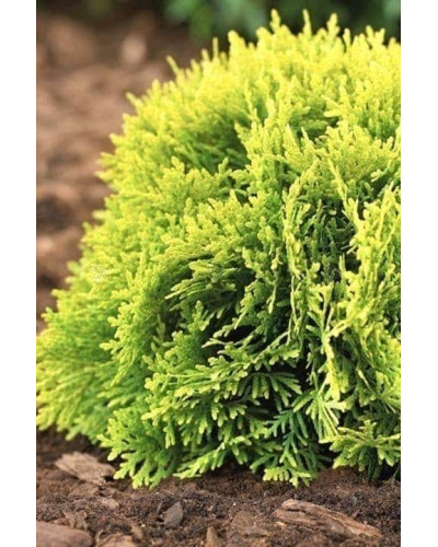 Туя західна Міріам ® | Туя западная Мириам ® | Thuja occidentalis Mirjam ®