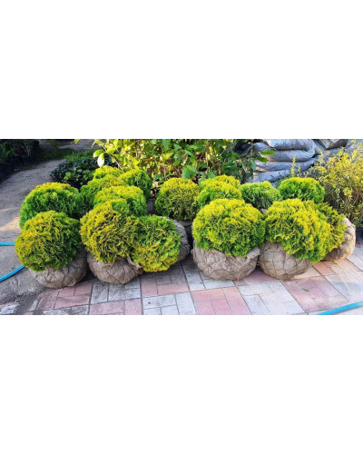 Туя західна Міріам ® | Туя западная Мириам ® | Thuja occidentalis Mirjam ®