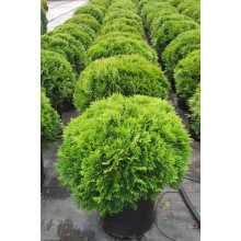Туя західна Глобоза | Туя западная Глобоза | Thuja occidentalis Globosa