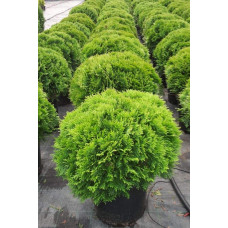 Туя західна Глобоза | Туя западная Глобоза | Thuja occidentalis Globosa