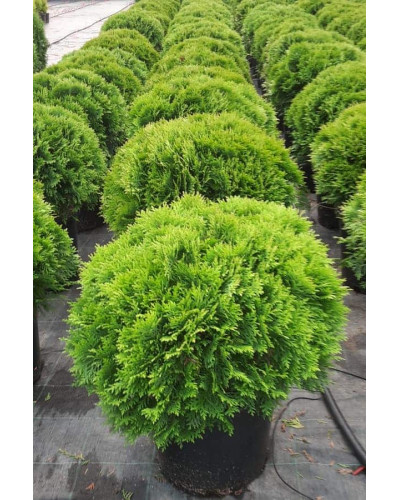 Туя західна Глобоза | Туя западная Глобоза | Thuja occidentalis Globosa