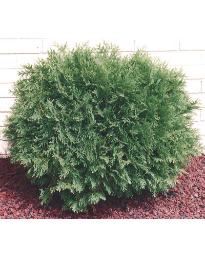 Туя західна Глобоза | Туя западная Глобоза | Thuja occidentalis Globosa