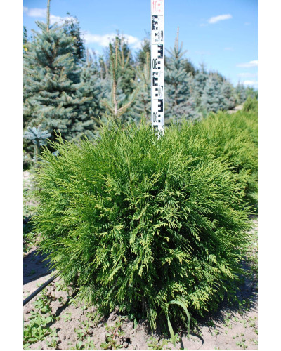 Туя західна Глобоза | Туя западная Глобоза | Thuja occidentalis Globosa