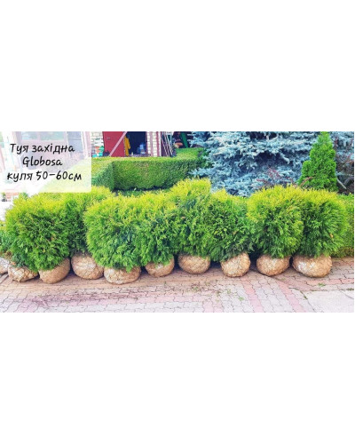 Туя західна Глобоза | Туя западная Глобоза | Thuja occidentalis Globosa