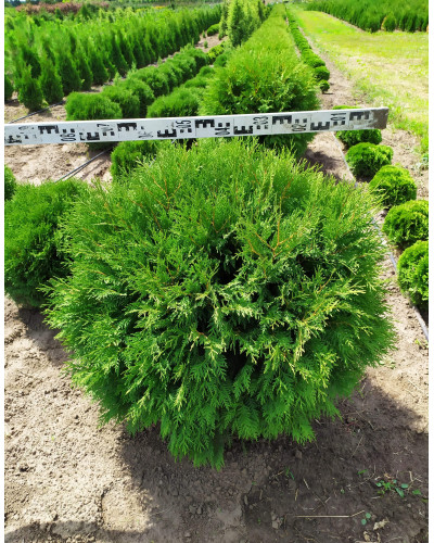 Туя західна Глобоза | Туя западная Глобоза | Thuja occidentalis Globosa