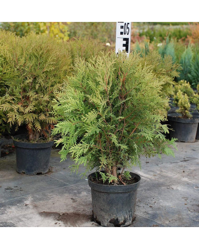 Туя західна Глобоза | Туя западная Глобоза | Thuja occidentalis Globosa