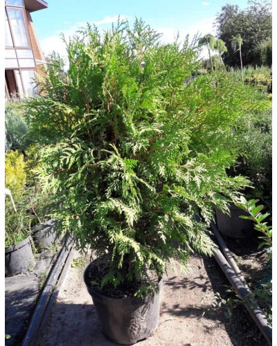 Туя західна Глобоза | Туя западная Глобоза | Thuja occidentalis Globosa