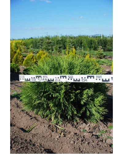 Туя західна Глобоза | Туя западная Глобоза | Thuja occidentalis Globosa