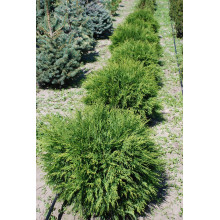 Туя західна Глобоза | Туя западная Глобоза | Thuja occidentalis Globosa