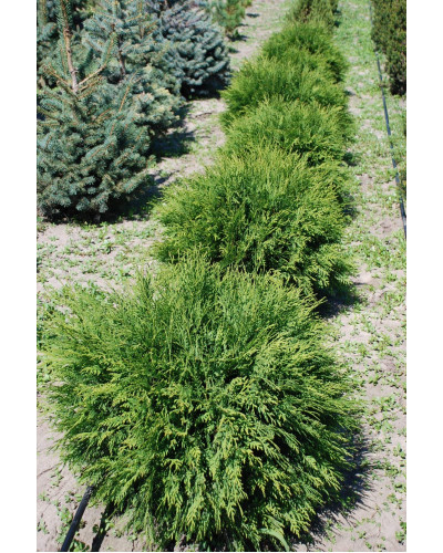 Туя західна Глобоза | Туя западная Глобоза | Thuja occidentalis Globosa