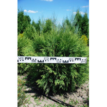 Туя західна Глобоза | Туя западная Глобоза | Thuja occidentalis Globosa