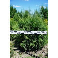 Туя західна Глобоза | Туя западная Глобоза | Thuja occidentalis Globosa