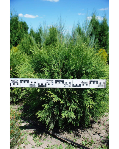 Туя західна Глобоза | Туя западная Глобоза | Thuja occidentalis Globosa