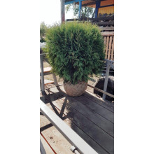 Туя західна Глобоза | Туя западная Глобоза | Thuja occidentalis Globosa