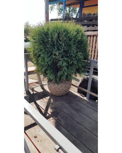 Туя західна Глобоза | Туя западная Глобоза | Thuja occidentalis Globosa
