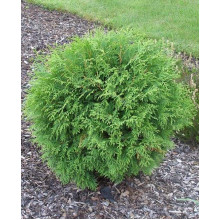 Туя західна Глобоза | Туя западная Глобоза | Thuja occidentalis Globosa