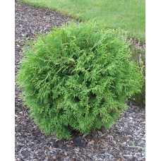 Туя західна Глобоза | Туя западная Глобоза | Thuja occidentalis Globosa