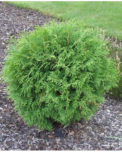 Туя західна Глобоза | Туя западная Глобоза | Thuja occidentalis Globosa