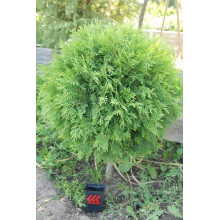 Туя західна Глобоза | Туя западная Глобоза | Thuja occidentalis Globosa