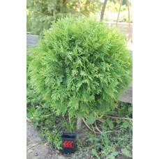 Туя західна Глобоза | Туя западная Глобоза | Thuja occidentalis Globosa
