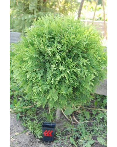 Туя західна Глобоза | Туя западная Глобоза | Thuja occidentalis Globosa