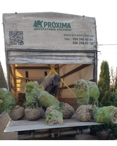 Туя західна Глобоза | Туя западная Глобоза | Thuja occidentalis Globosa