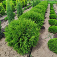 Туя західна Глобоза | Туя западная Глобоза | Thuja occidentalis Globosa