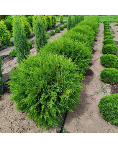 Туя західна Глобоза | Туя западная Глобоза | Thuja occidentalis Globosa
