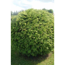 Туя західна Вудварді | Туя западная Вудварди | Thuja occidentalis Woodwardii