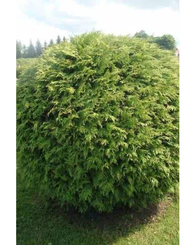 Туя західна Вудварді | Туя западная Вудварди | Thuja occidentalis Woodwardii
