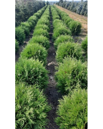Туя західна Вудварді | Туя западная Вудварди | Thuja occidentalis Woodwardii