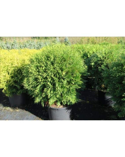 Туя західна Вудварді | Туя западная Вудварди | Thuja occidentalis Woodwardii