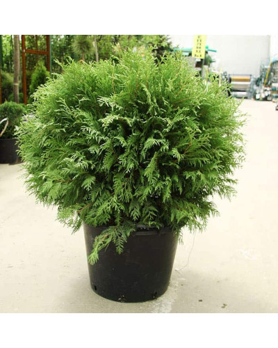 Туя західна Вудварді | Туя западная Вудварди | Thuja occidentalis Woodwardii