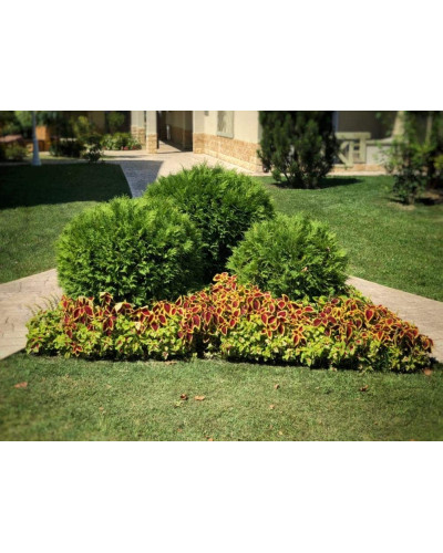 Туя західна Вудварді | Туя западная Вудварди | Thuja occidentalis Woodwardii