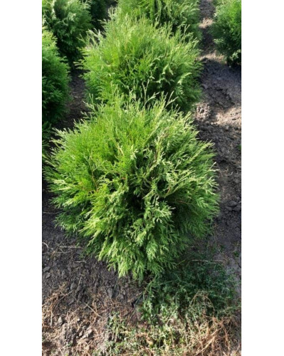 Туя західна Вудварді | Туя западная Вудварди | Thuja occidentalis Woodwardii