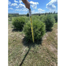 Туя західна Вудварді | Туя западная Вудварди | Thuja occidentalis Woodwardii