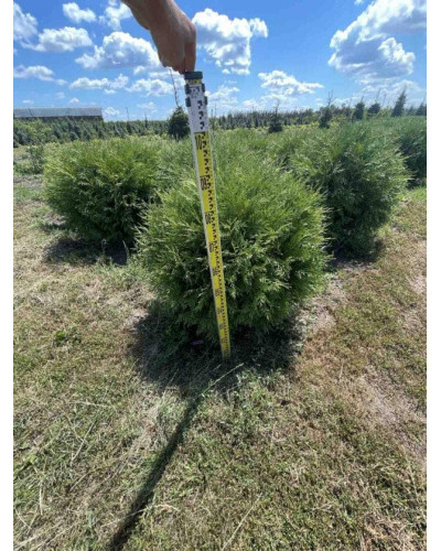 Туя західна Вудварді | Туя западная Вудварди | Thuja occidentalis Woodwardii