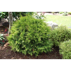 Туя західна Вудварді | Туя западная Вудварди | Thuja occidentalis Woodwardii