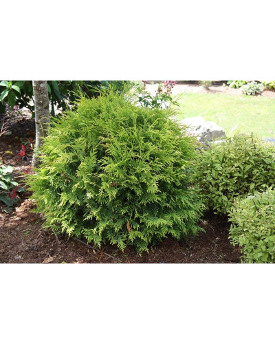 Туя західна Вудварді | Туя западная Вудварди | Thuja occidentalis Woodwardii