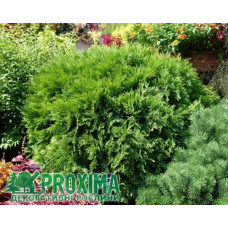 Туя західна Вудварді | Туя западная Вудварди | Thuja occidentalis Woodwardii