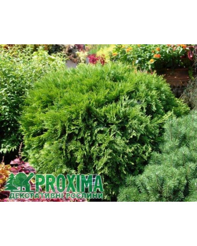 Туя західна Вудварді | Туя западная Вудварди | Thuja occidentalis Woodwardii